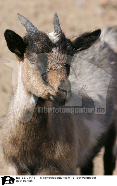 Ziege Portrait / goat portrait / SS-01443