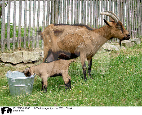 Ziege mit Zicklein / goat & kid / WJP-01068