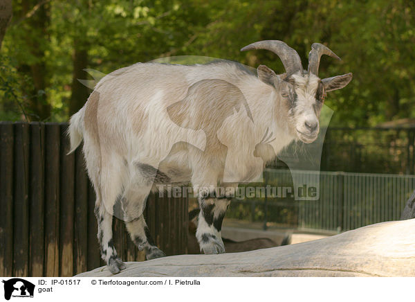 Ziege / goat / IP-01517