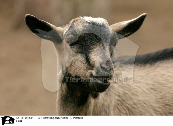 goat / IP-01531