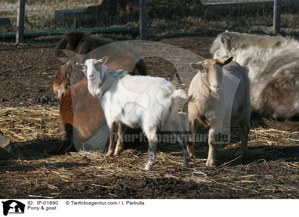Pony & Ziege / Pony & goat / IP-01890