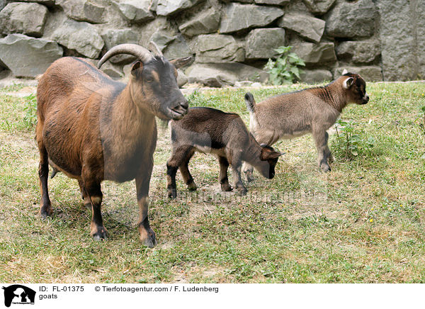 Ziegen / goats / FL-01375