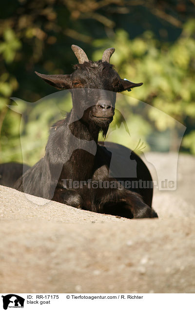 schwarze Ziege / black goat / RR-17175