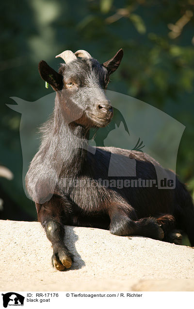 schwarze Ziege / black goat / RR-17176