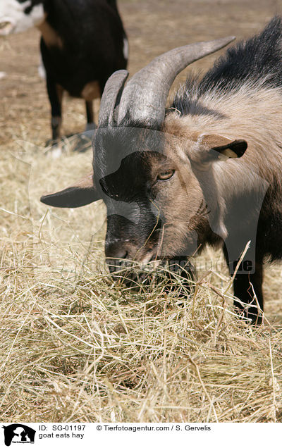 goat eats hay / SG-01197