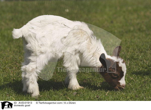 Hausziege / domestic goat / AVD-01913