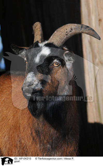 Ziege / goat / AP-04213
