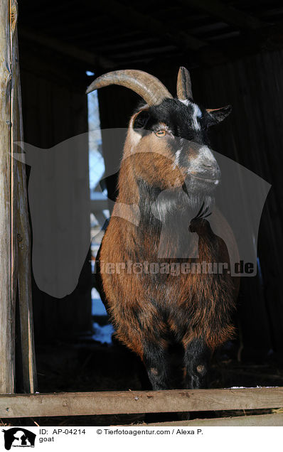 Ziege / goat / AP-04214
