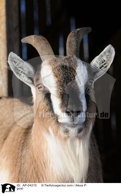 Ziege / goat / AP-04215