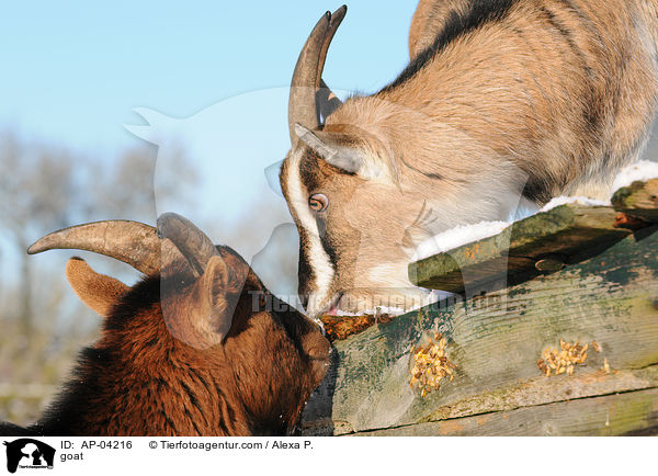 Ziege / goat / AP-04216