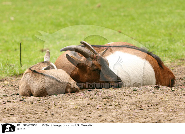 Hausziegen / goats / SG-02058
