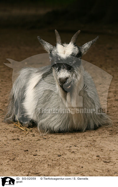 Hausziege / goat / SG-02059