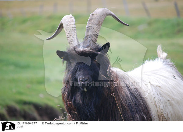 Ziege / goat / PM-04377