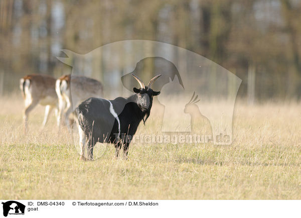 Ziege / goat / DMS-04340