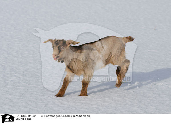 junge Ziege / young goat / DMS-04851