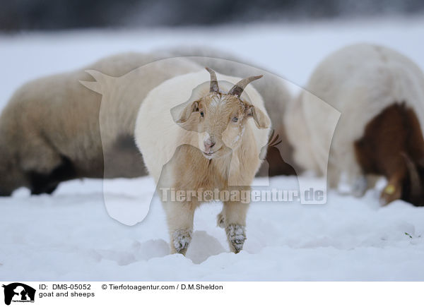 Ziege und Schafe / goat and sheeps / DMS-05052