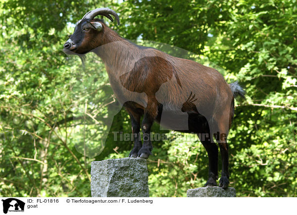 Ziege / goat / FL-01816