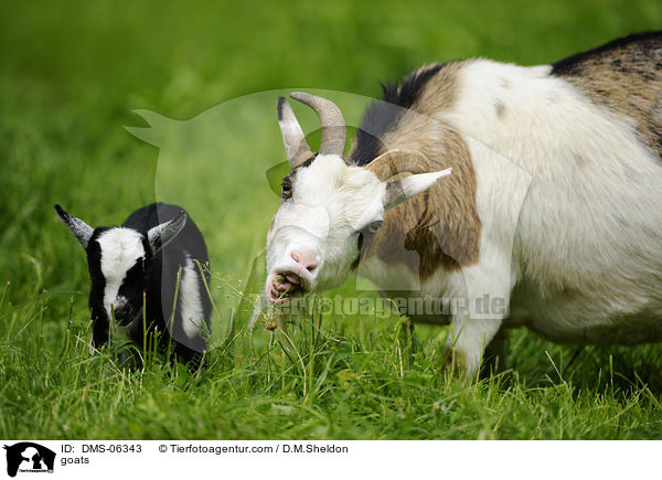 Hausziegen / goats / DMS-06343