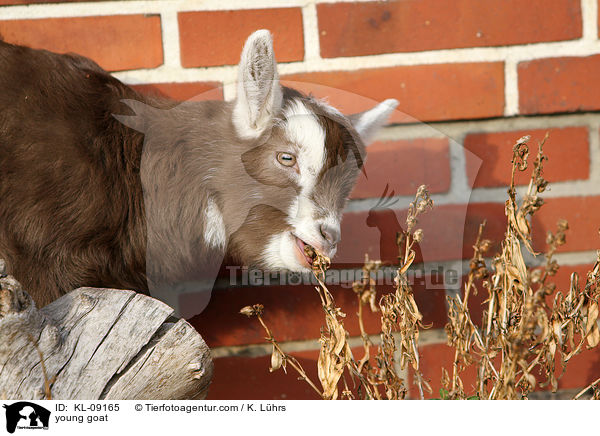 junge Hausziege / young goat / KL-09165