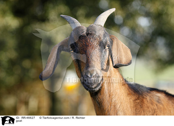 Ziege / goat / RR-46627