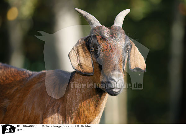 Ziege / goat / RR-46633