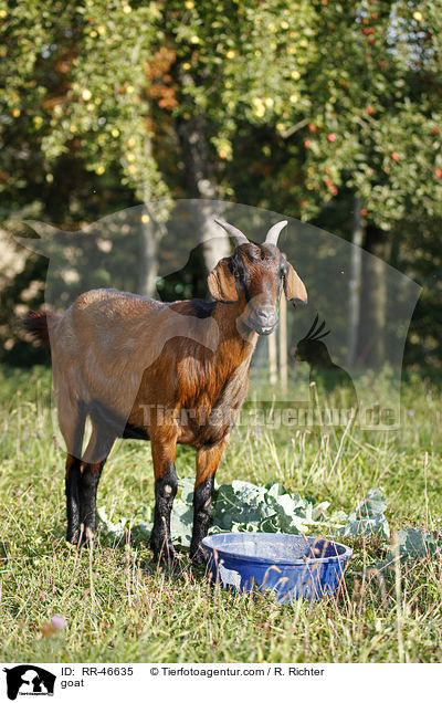 Ziege / goat / RR-46635