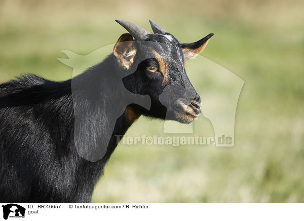 Ziege / goat / RR-46657