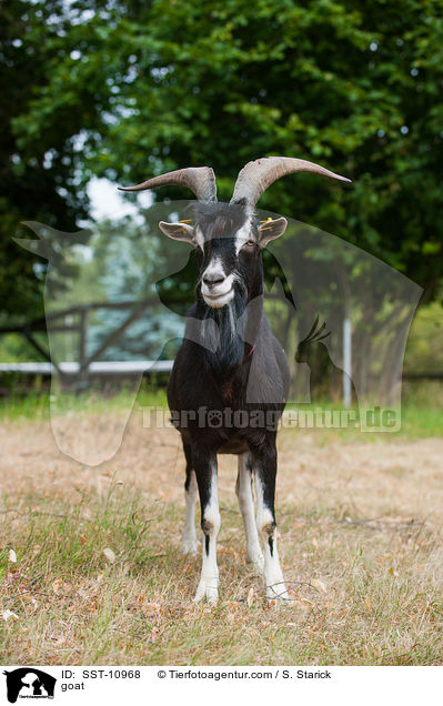Hausziege / goat / SST-10968