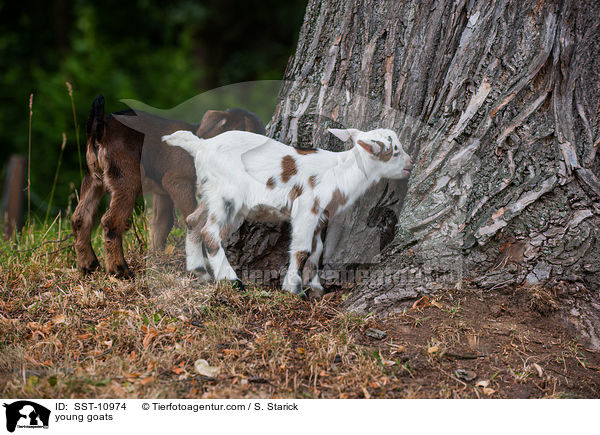 junge Hausziegen / young goats / SST-10974