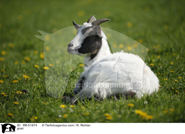 Ziege / goat / RR-51874