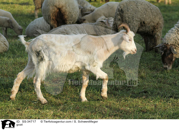 goat / SS-34717