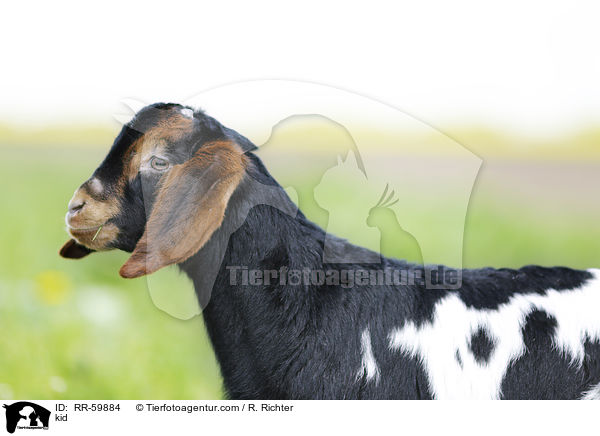 Zicklein / kid / RR-59884