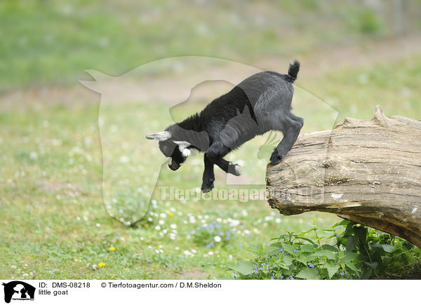jung Hausziege / little goat / DMS-08218