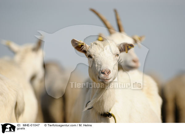 Ziegen / goats / MHE-01047