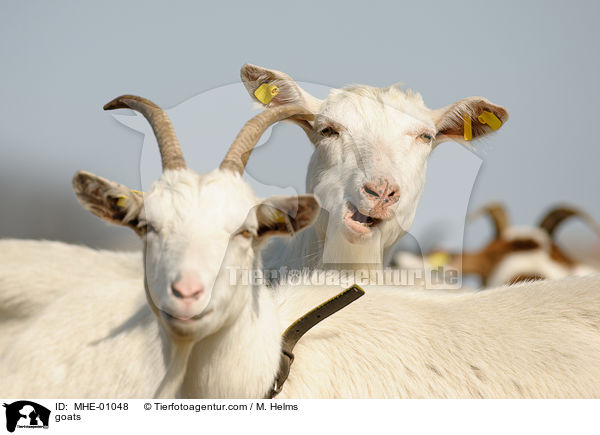 Ziegen / goats / MHE-01048