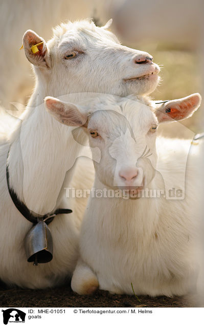 Ziegen / goats / MHE-01051