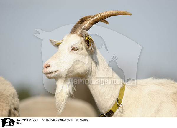 Ziege / goat / MHE-01053