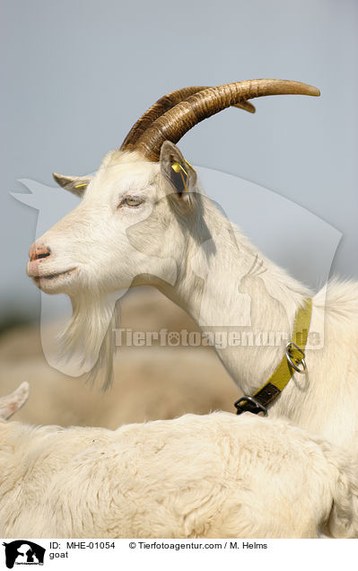 Ziege / goat / MHE-01054