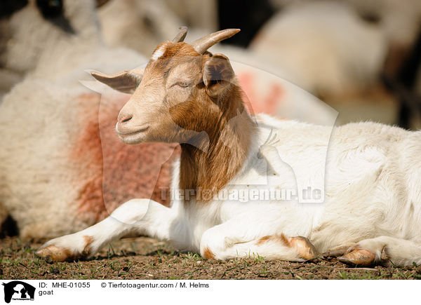 Ziege / goat / MHE-01055
