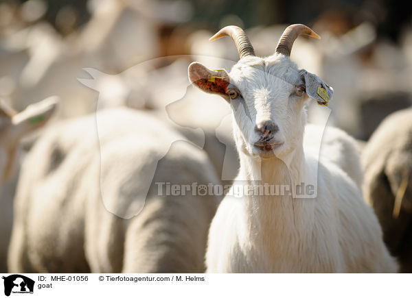 Ziege / goat / MHE-01056