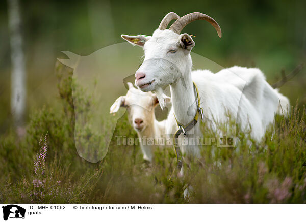 Ziegen / goats / MHE-01062