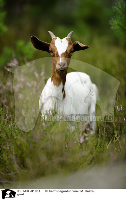 Ziege / goat / MHE-01064