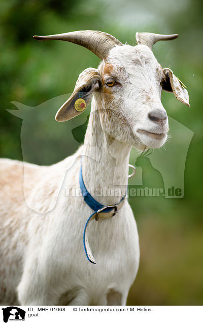 Ziege / goat / MHE-01068