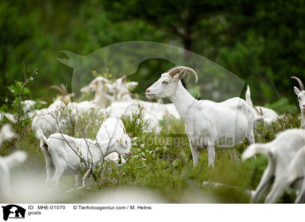 Ziegen / goats / MHE-01070