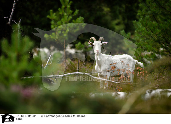 Ziege / goat / MHE-01081