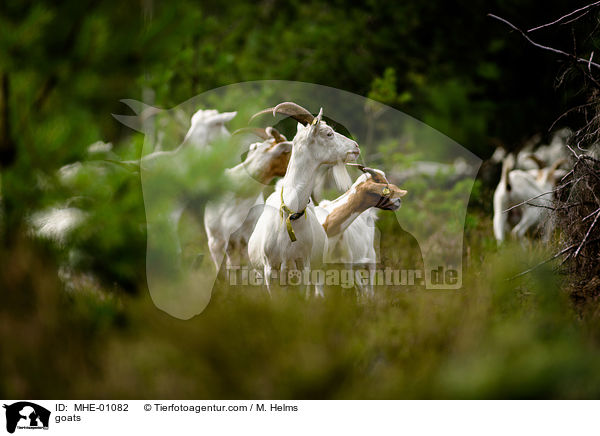 Ziegen / goats / MHE-01082