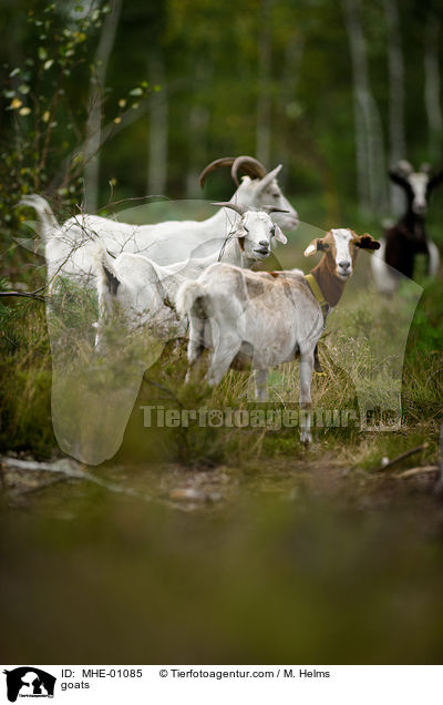 Ziegen / goats / MHE-01085