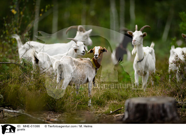 Ziegen / goats / MHE-01086