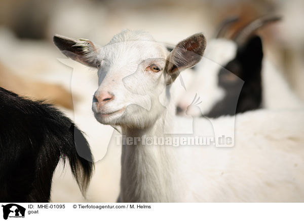 Ziege / goat / MHE-01095
