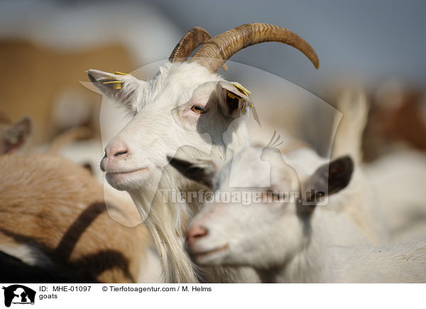 Ziegen / goats / MHE-01097